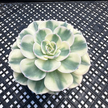 Load image into Gallery viewer, Echeveria ‘Lenore Dean’ Variegated
