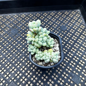 Sedum treleasei