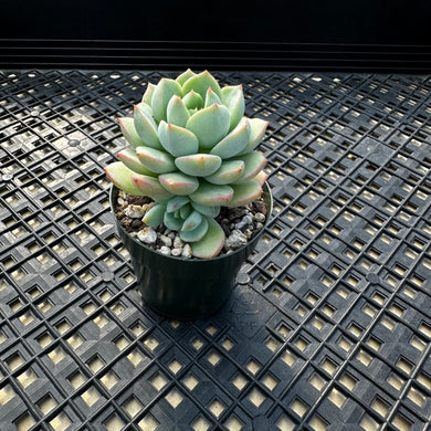 Echeveria 'Gungekkan’