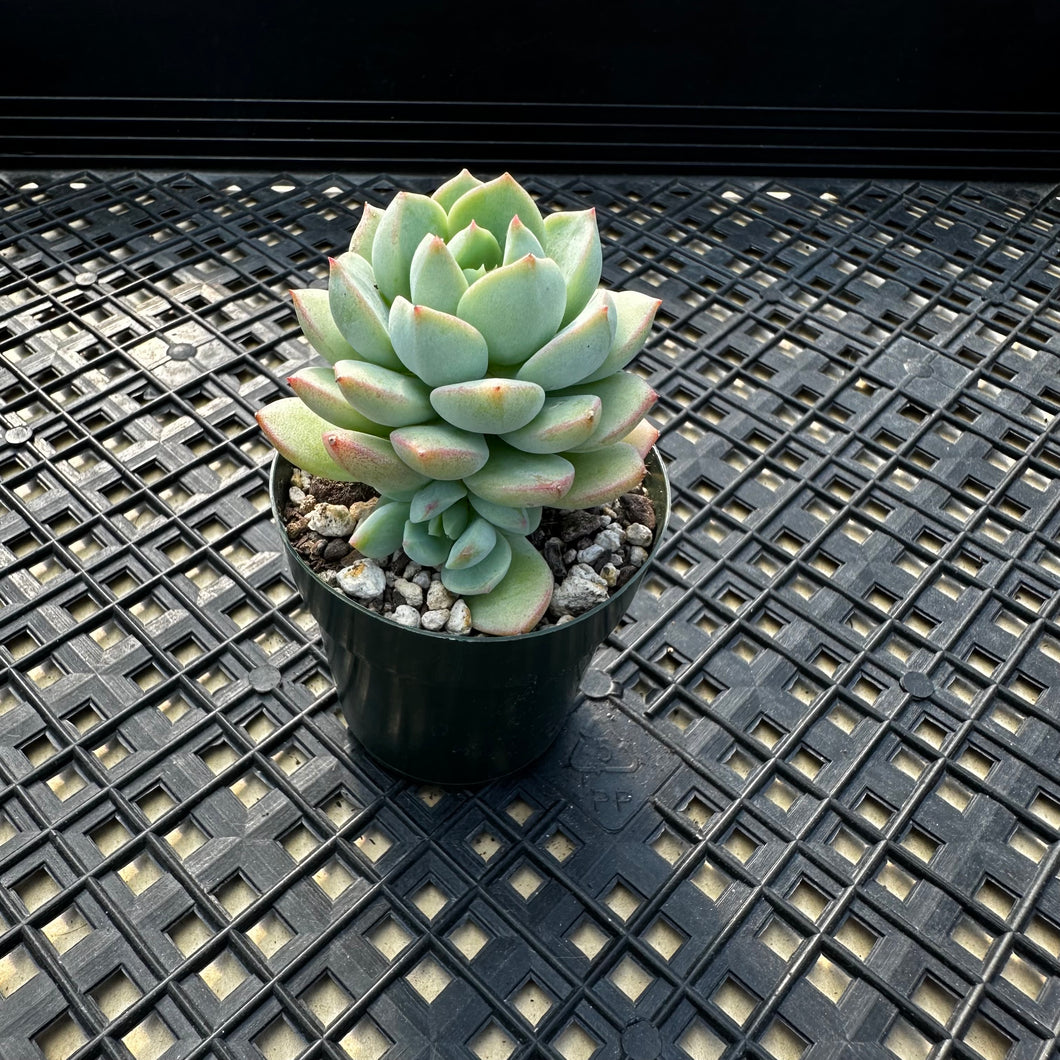 Echeveria 'Gungekkan’