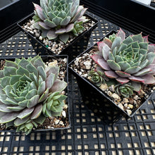 Load image into Gallery viewer, Sempervivum ‘Lilac Time’