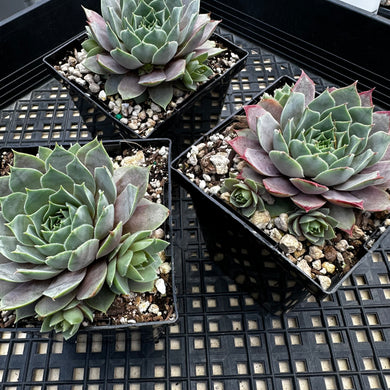 Sempervivum ‘Lilac Time’