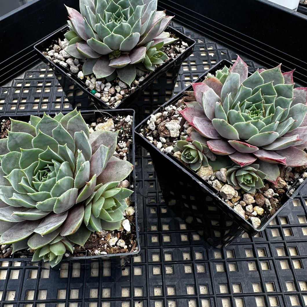 Sempervivum ‘Lilac Time’
