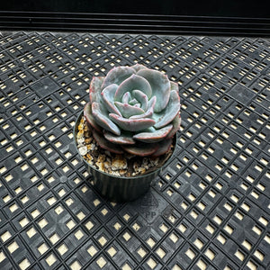 Echeveria cv ‘Camily’