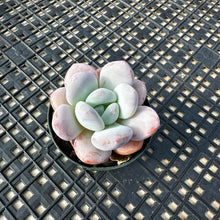 Load image into Gallery viewer, Pachyphytum x Laulindsayana sp hybrid