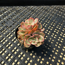Load image into Gallery viewer, Echeveria  ‘Suyon’ Variegated