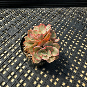 Echeveria  ‘Suyon’ Variegated