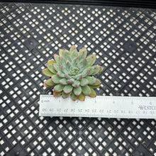 Load image into Gallery viewer, Echeveria ‘Mars’