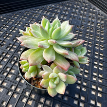 Load image into Gallery viewer, Sedeveria ‘Markus’ Variegated