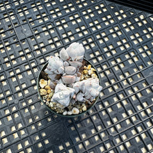 Load image into Gallery viewer, Crassula Deceptor