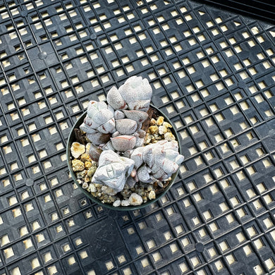 Crassula Deceptor