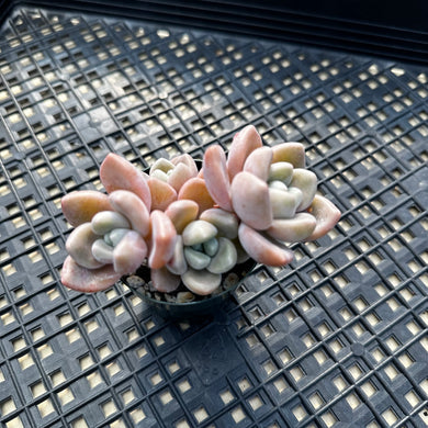 Pachyveria Arden
