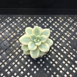Sedum clavatum variegated