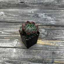 Load image into Gallery viewer, Echeveria Nanahukumini