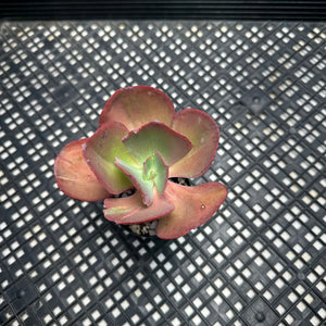 Echeveria  ‘Suyon’