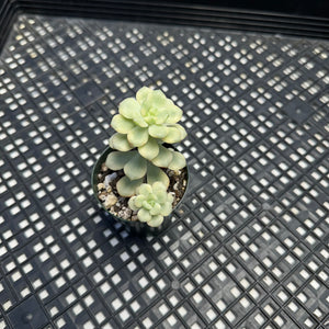 Echeveria ‘Tango’ Variegated