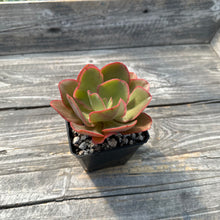 Load image into Gallery viewer, Echeveria ‘Kissing’