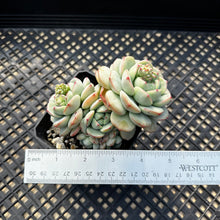 Load image into Gallery viewer, Sedeveria ‘Pudgy’