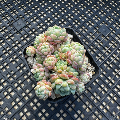 Echeveria ‘Sugar Princess’