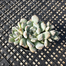 Load image into Gallery viewer, Echeveria ‘Pebbles’