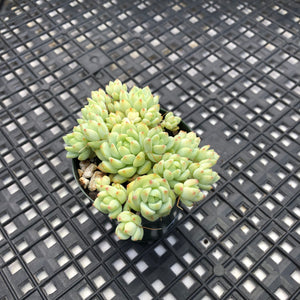 Sedum perezdelarosae