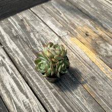 Load image into Gallery viewer, Echeveria ‘Hanatsukiyo’