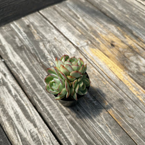 Echeveria ‘Hanatsukiyo’