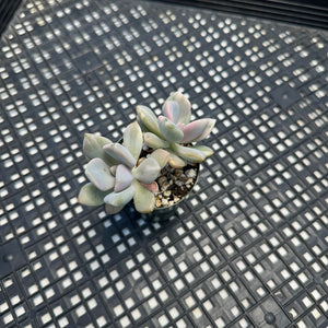 Pachyveria Pachyphytodies Variegated