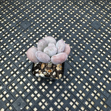 Load image into Gallery viewer, Pachyphytum Oviferum cv. Mombuin