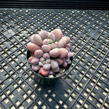 Load image into Gallery viewer, Pachyveria ‘Polari Heart’