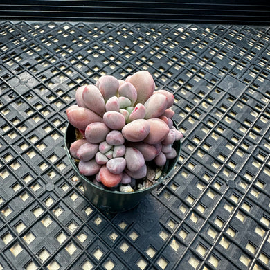 Pachyveria ‘Polari Heart’