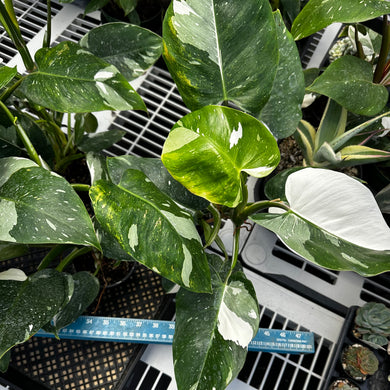 Philodendron ‘White Wizard’ Supersized