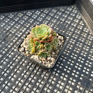 Echeveria ‘Sugar Baby’