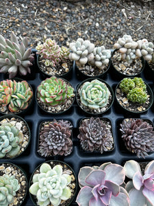 #ER-F34 Assorted 2-2.5” premium succulents. Echeveria, Crested, Crassula, Graptoveria, Sedum, Variegated