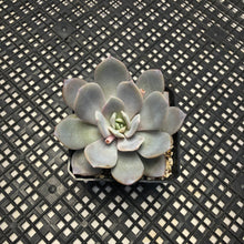 Load image into Gallery viewer, Echeveria ‘Grouse’