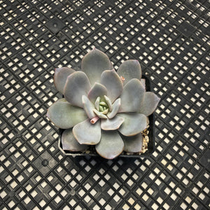 Echeveria ‘Grouse’