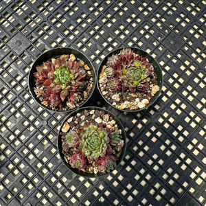 Jovibarba hirta ‘Hedgehog’