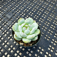 Load image into Gallery viewer, Echeveria ‘Marisa’