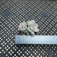 Load image into Gallery viewer, Echeveria ‘Esther’ Variegated