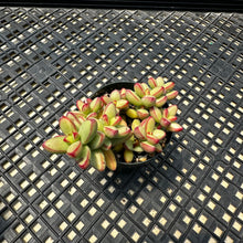 Load image into Gallery viewer, Crassula nudicaulis var. herrei