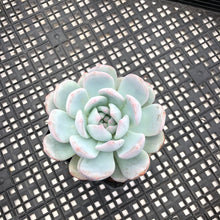 Load image into Gallery viewer, Echeveria ‘Orange Monroe’