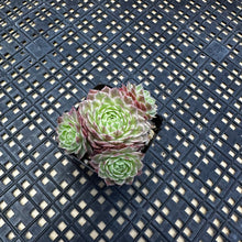 Load image into Gallery viewer, Sempervivum Chick Charms® Lotus Blossom™