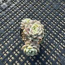 Load image into Gallery viewer, Echeveria Agavoides ‘Tinkerbell’ variegated
