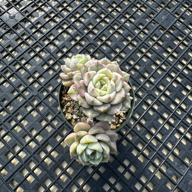 Echeveria Agavoides ‘Tinkerbell’ variegated