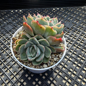 Echeveria ‘Lime Pink’