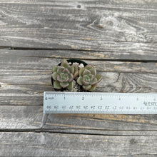 Load image into Gallery viewer, Echeveria ‘Arje’