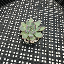 Load image into Gallery viewer, Echeveria sp Colorato hybrid
