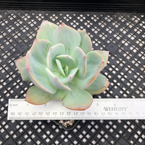 Echeveria cv. hakuhou Variegated