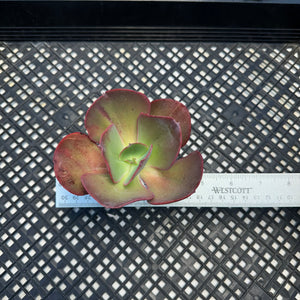 Echeveria  ‘Suyon’
