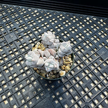 Load image into Gallery viewer, Crassula Deceptor